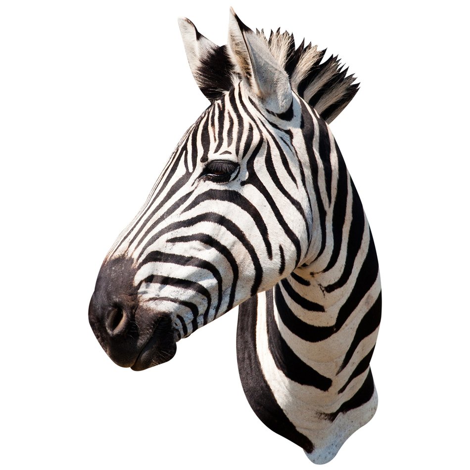 head of a zebra as a picture for a clip art