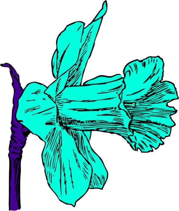 Daffodil Clip Art N31