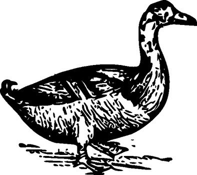 Duck Clip Art N78