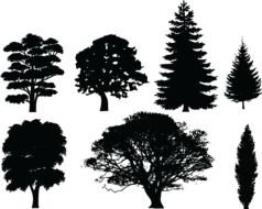 silhouettes of trees of different species