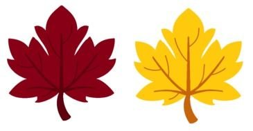painted burgundy and yellow maple leaves