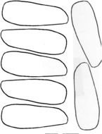 Free Printable Turkey Feather drawing