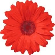 photo of a red gerbera bud