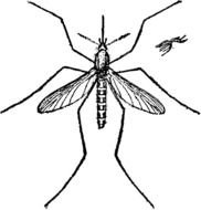 small Mosquito drawing