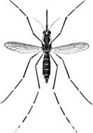 Yellow Fever Mosquito drawing
