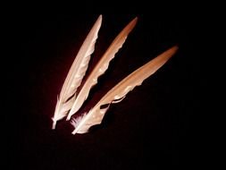 white bird feathers