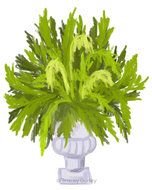 Fern Clip Art N9