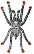 Creepy Spider drawing