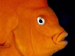 Funny Fish Photos Ppt Presentation Content Slide drawing