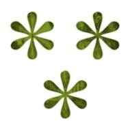 Flower Petal Clip Art N14