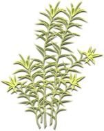 Plant 01 By Jpenrici A Dracena Refexa