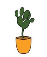 cactus plant in pot