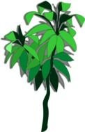 Plant 06a By Jpenrici A Dracena