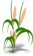 Corn plant with the green leaves clipart