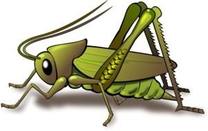 Cricket Insect Clip Art drawing
