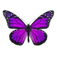 nice Purple Butterfly drawing