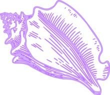 Conch Shell Clip Art N13