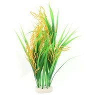 Rice Plant green yellow
