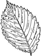 black and white picture of a leaf from a tree