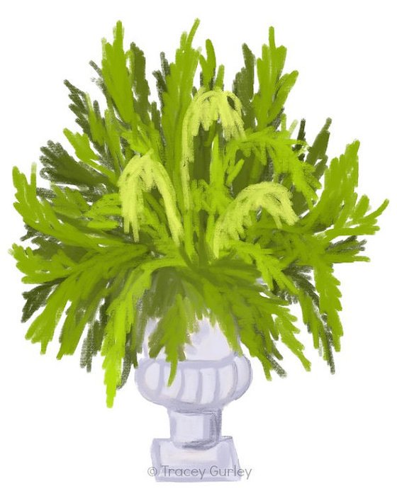 Fern Clip Art N9