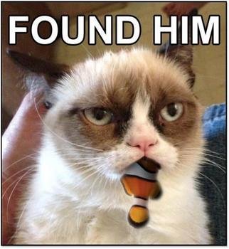 Grumpy Cat Meme N4