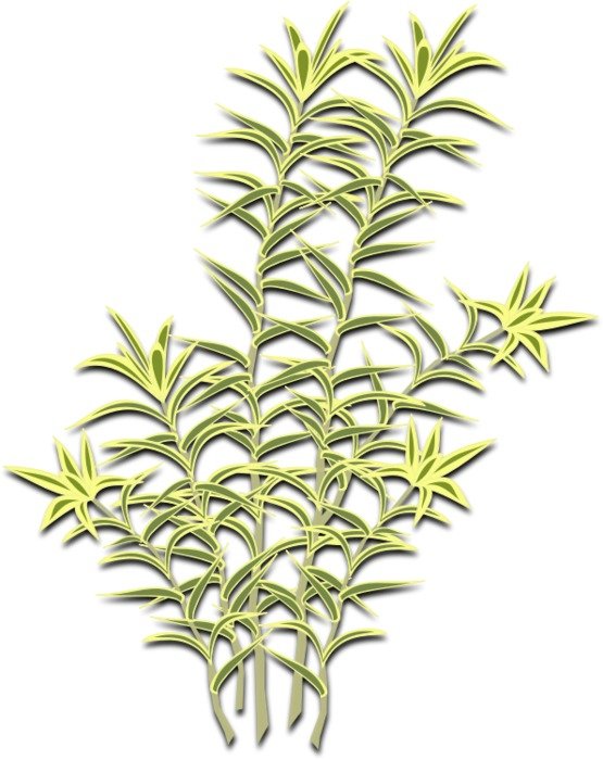 Plant 01 By Jpenrici A Dracena Refexa