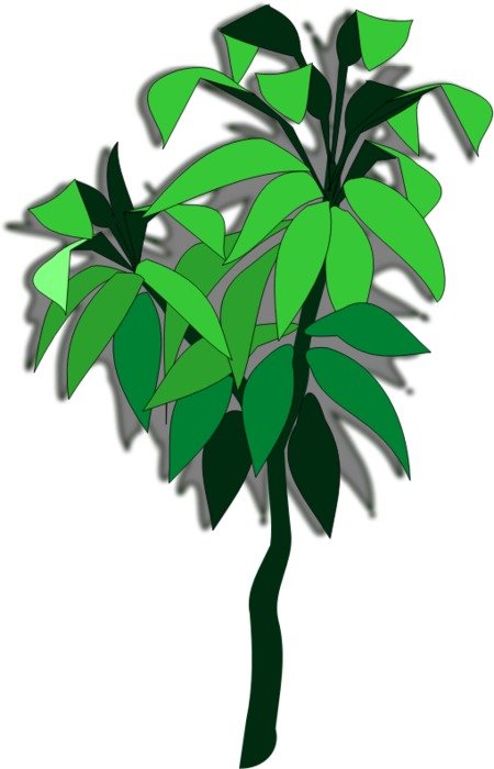 Plant 06a By Jpenrici A Dracena