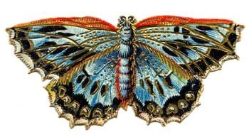 drawn butterfly