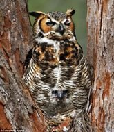 Baby Great Horned Owl