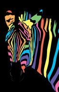 portrait of a multi-colored striped zebra