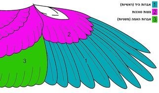 Bald Eagle color Wings drawing