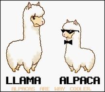 Cartoon Alpaca Vs Llama