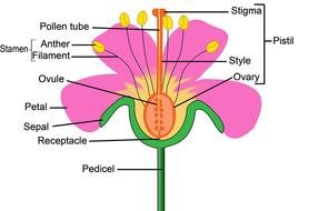 Plant Parts Flower Diagram drawing