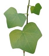 green Ivy Leaf Clip Art drawing