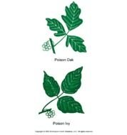 What Does Poison Oak Look Like