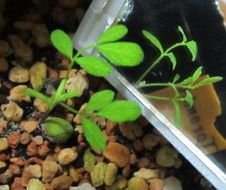 Sophora toromiro, Tree From Easter Island, new plant