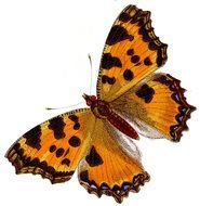 Parnassius Apollo Mountain Views 17 Added Sep 05 2014