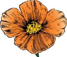 California Poppy By Johnny Automatic From An Ad In House And Garden