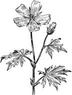 black and white image of poppy on a page in a book