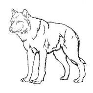 Wolf Coloring Pages N4