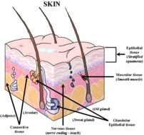 Dermal Papillae