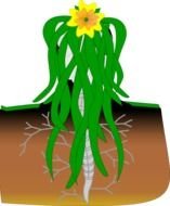 Cartoon underground plant clipart