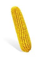yellow corn cob drawing