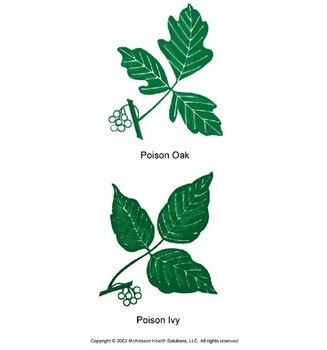 What Does Poison Oak Look Like