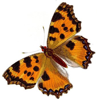 Parnassius Apollo Mountain Views 17 Added Sep 05 2014
