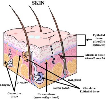 Dermal Papillae
