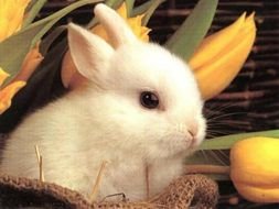 Cute Easter Bunny as a picture for clipart