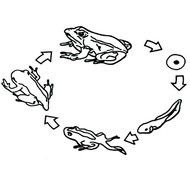 Frog Life Cycle N10