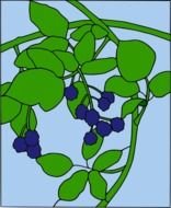 Blackberry Motif drawing