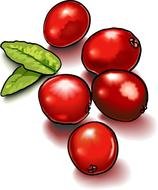 red berries with green leaves in computer graphics